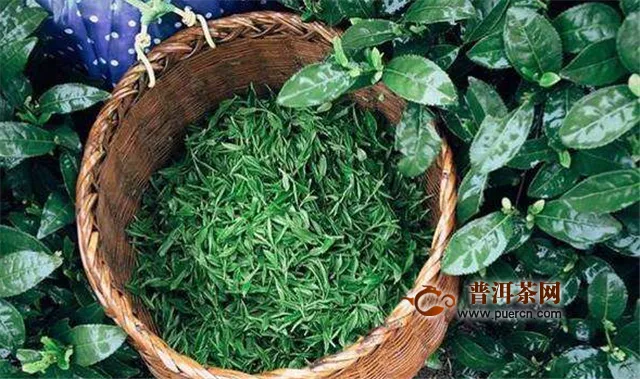 越鄉(xiāng)龍井的采制工藝與烏牛早的茶樹培養(yǎng)