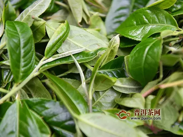 彩农茶：陆羽《茶经》