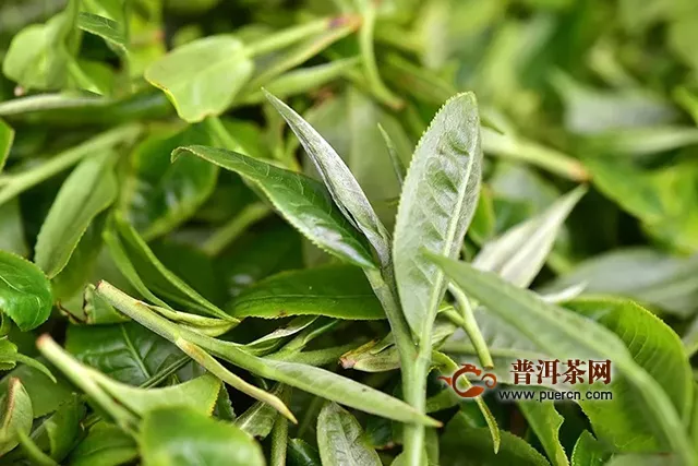 彩农茶：陆羽《茶经》