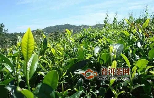 《湖北省促进茶产业发展条例（送审稿）》立法调研座谈会在武汉召开