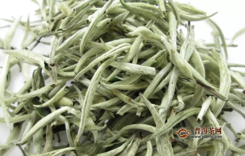 福鼎白茶白毫銀針茶青技術(shù)簡述