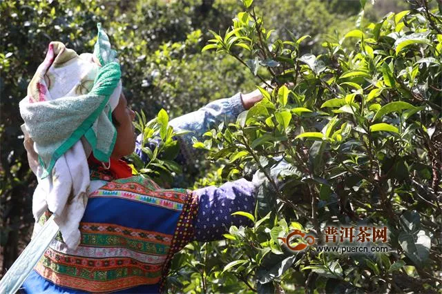 从小茶叶到大茶业，云南出台系列利好政策推进“绿色蝶变路”