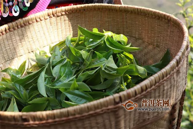 从小茶叶到大茶业，云南出台系列利好政策推进“绿色蝶变路”