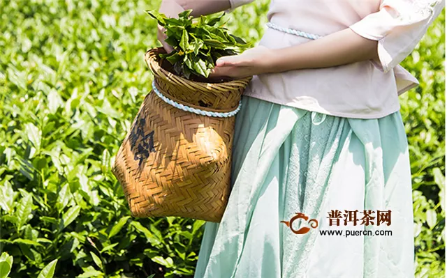 武夷肉桂、水仙、大红袍、 岩茶的采摘标准是什么样的