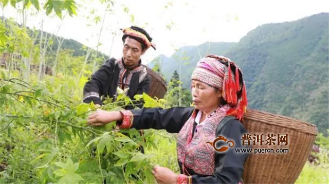 植甜茶叶增收致富的广西平乐县大发瑶乡