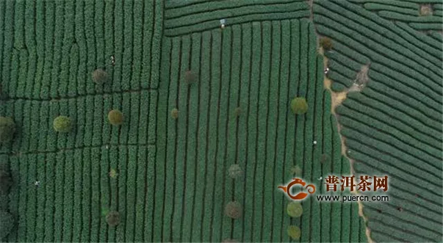 中国茶园种植面积第一省——贵州