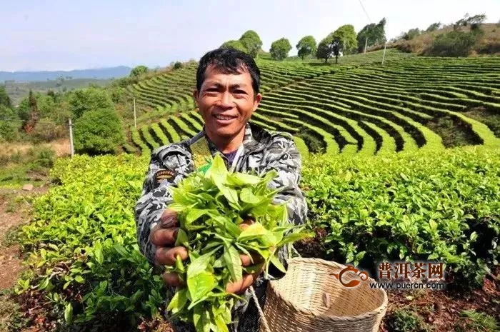 云茶產(chǎn)業(yè)再迎利好