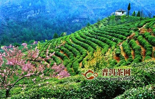 贵州茶叶出口大增