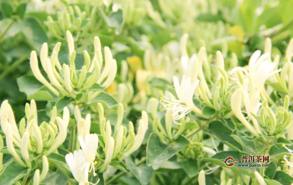 金銀花茶作用和好處