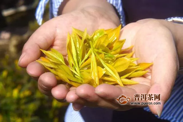 黃茶君山銀針加工工藝