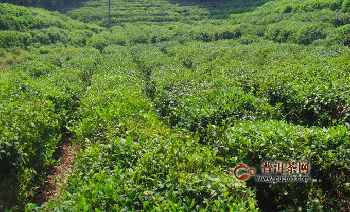 怎么泡君山银针黄茶合适