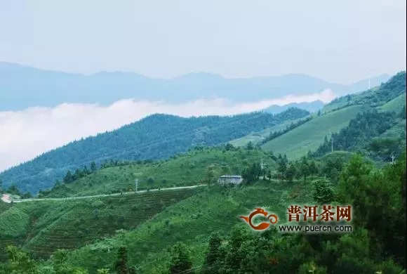 黔东南州雀鸟村：茶叶产业化让群众腰包鼓起来
