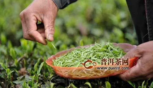 贵州立法加快建设茶产业强省：拟集中树立四大类茶公用品牌