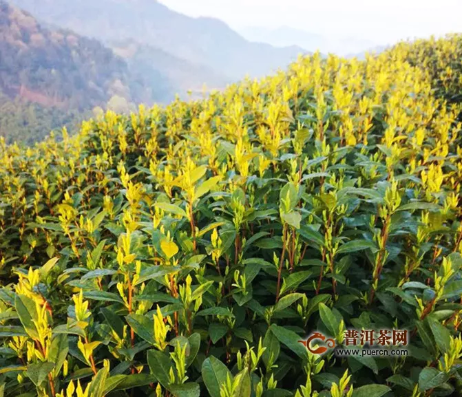 君山银针黄茶有回甘吗