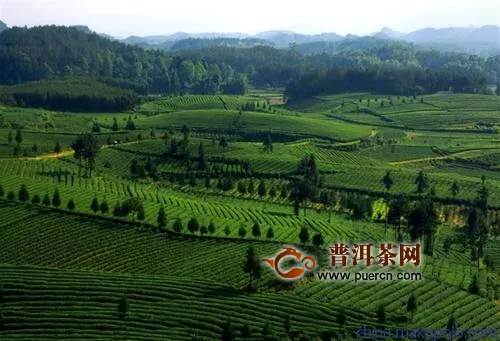 凤冈茶出口占贵州省半壁江山