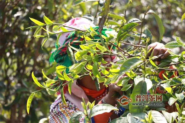 云南茶产业再迎发展高峰