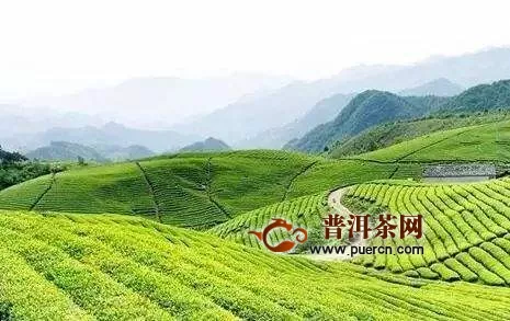 加快茶产业强省步伐《贵州省茶产业发展条例（草案）》首次提请审议