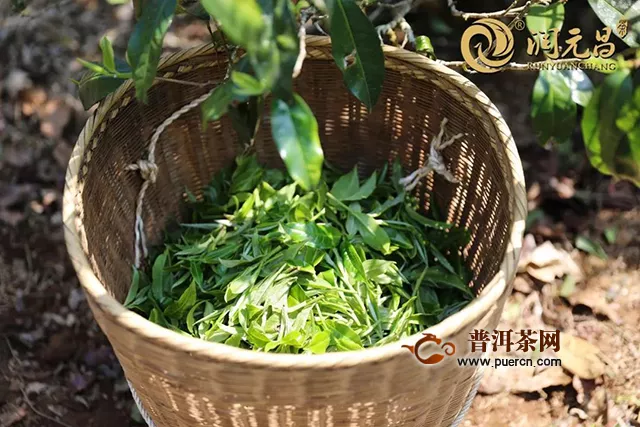 經(jīng)過渥堆發(fā)酵后的熟茶為什么還會(huì)有苦底？