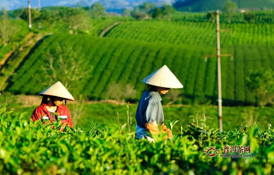 綠茶喝茶禁忌簡述