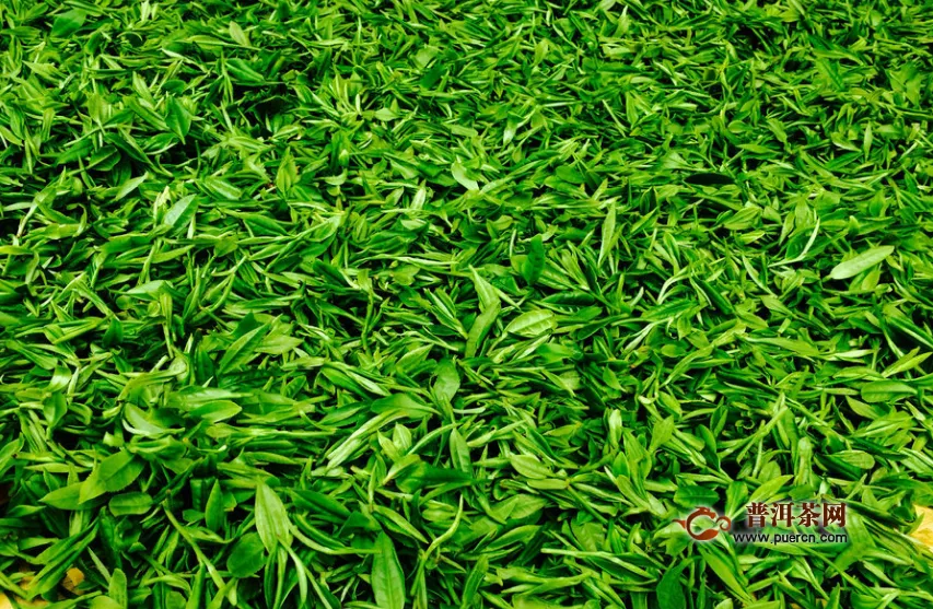 六安瓜片是什么茶叶种类
