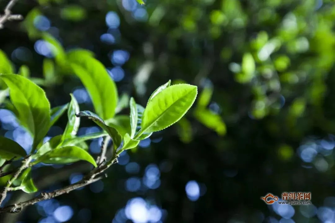 茶叶品鉴：「团结丫口」生态、纯净好茶！畅快呼吸，畅享自然