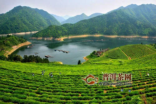 “先有茶，后有县”，安化县一个以茶为根的城市！