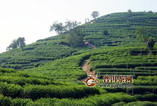 杭州加强西湖龙井茶数字化管理，茶也有身份证！