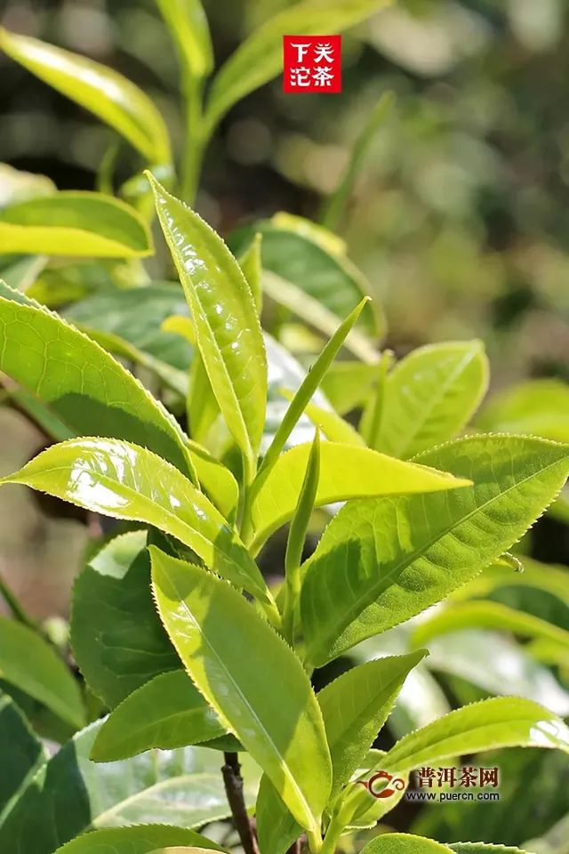 下關(guān)巔峰易武：眾味之合，且看博采眾長以拼配