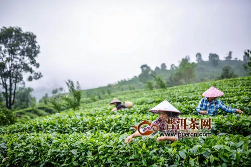 中国红茶之乡，英德市茶产业的前世与今生