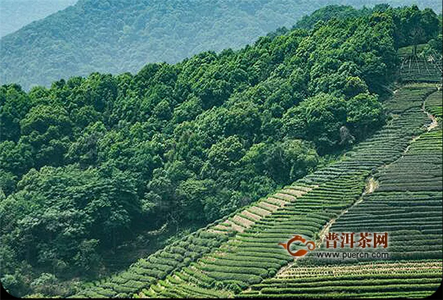 台湾乌龙茶和铁观音的产地有区别吗
