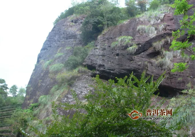 武夷岩茶大红袍简介