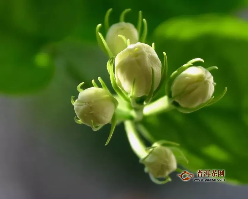 茉莉茶一般有哪幾種