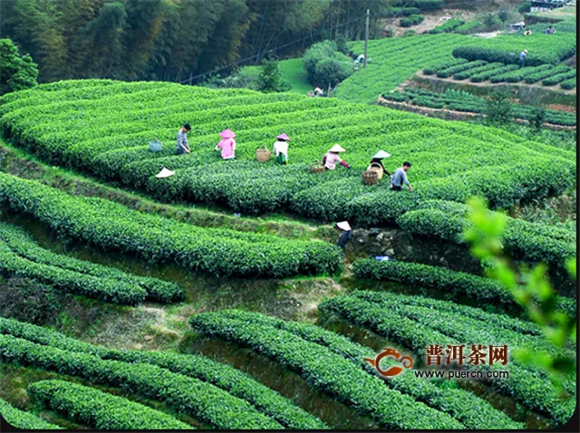 黄山毛峰和庐山云雾都是产自哪里的茶叶