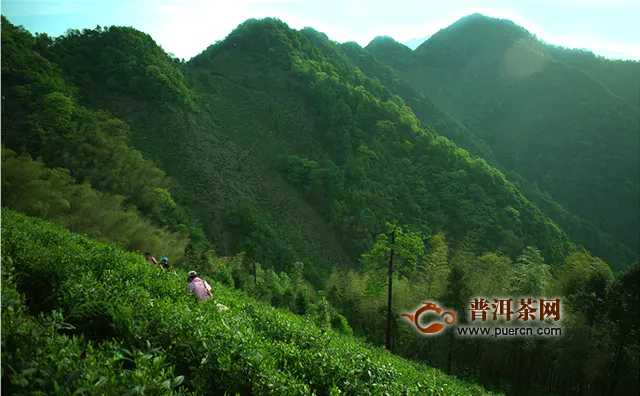 黄山毛峰和高山云雾茶都是产自哪里的