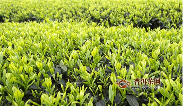 安吉白茶和云雾绿茶是产自哪里的？