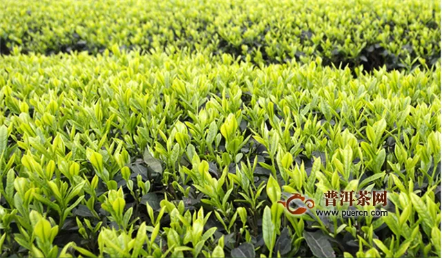 安吉白茶和云霧綠茶是產(chǎn)自哪里的？