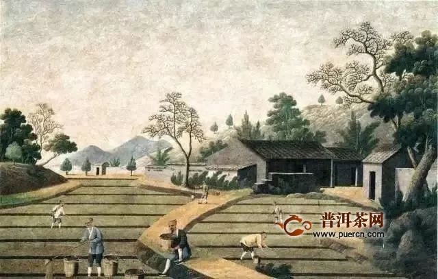 彩农茶：中国茶文化——制茶历史