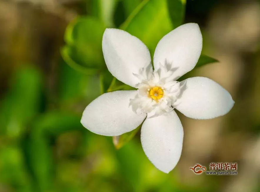 茉莉茶正常分幾個(gè)等級(jí)