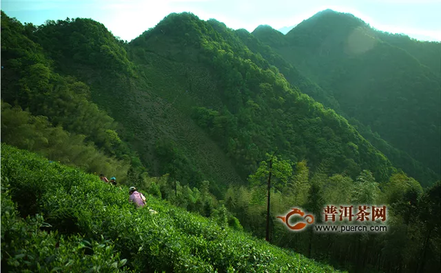 黃山毛峰與黃山云霧