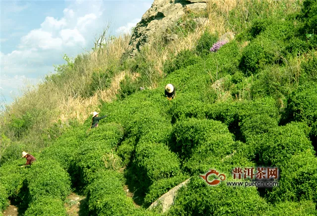 黄山毛峰与其它绿茶