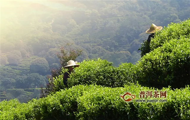 黄山毛峰与其它绿茶