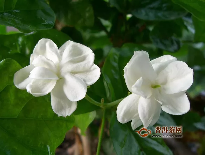 茉莉花茶是性寒還是性溫的