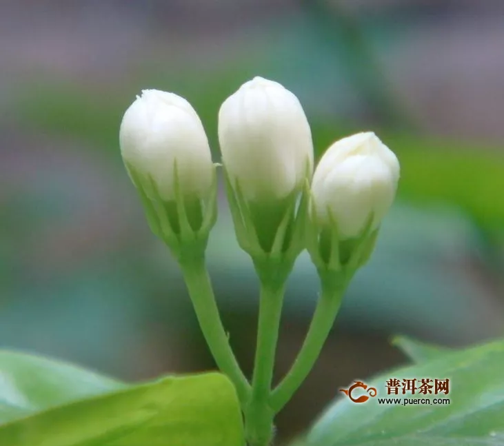 茉莉花茶是性寒還是性溫的