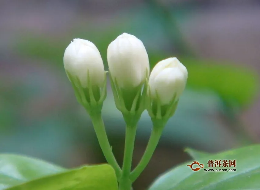 茉莉茶的味道好不好	