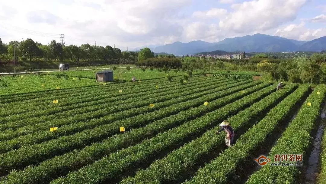 2020中国日照茶产业标准与品牌发展峰会在日照市举行