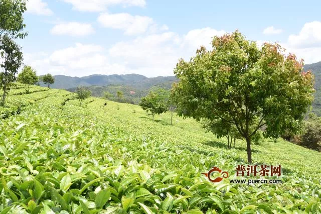 云南省推动云茶产业绿色发展