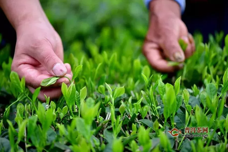 2020年凤冈茶叶出口逆势增长，年底有望突破1亿美元