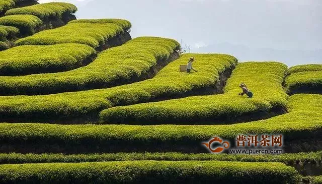 泰顺县：把茶叶这个产业做好，念好茶业！
