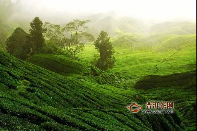 泰顺县：把茶叶这个产业做好，念好茶业！