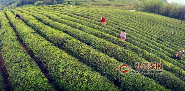 恩施富硒茶產(chǎn)地